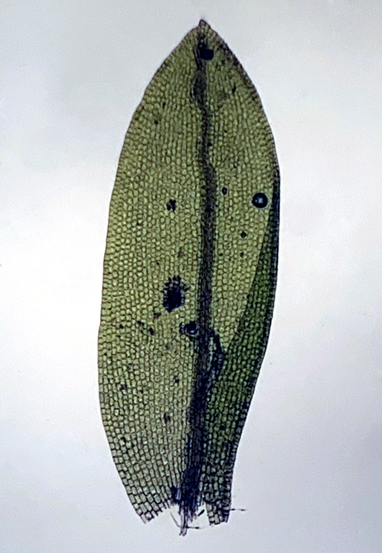 Grimmia mollis